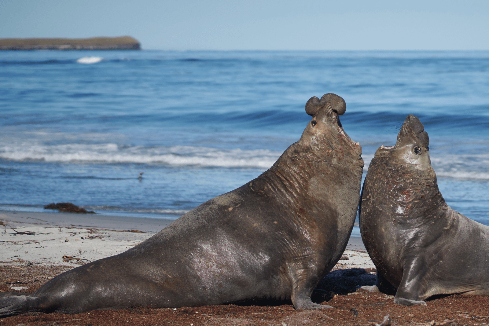 Two Elephant seals