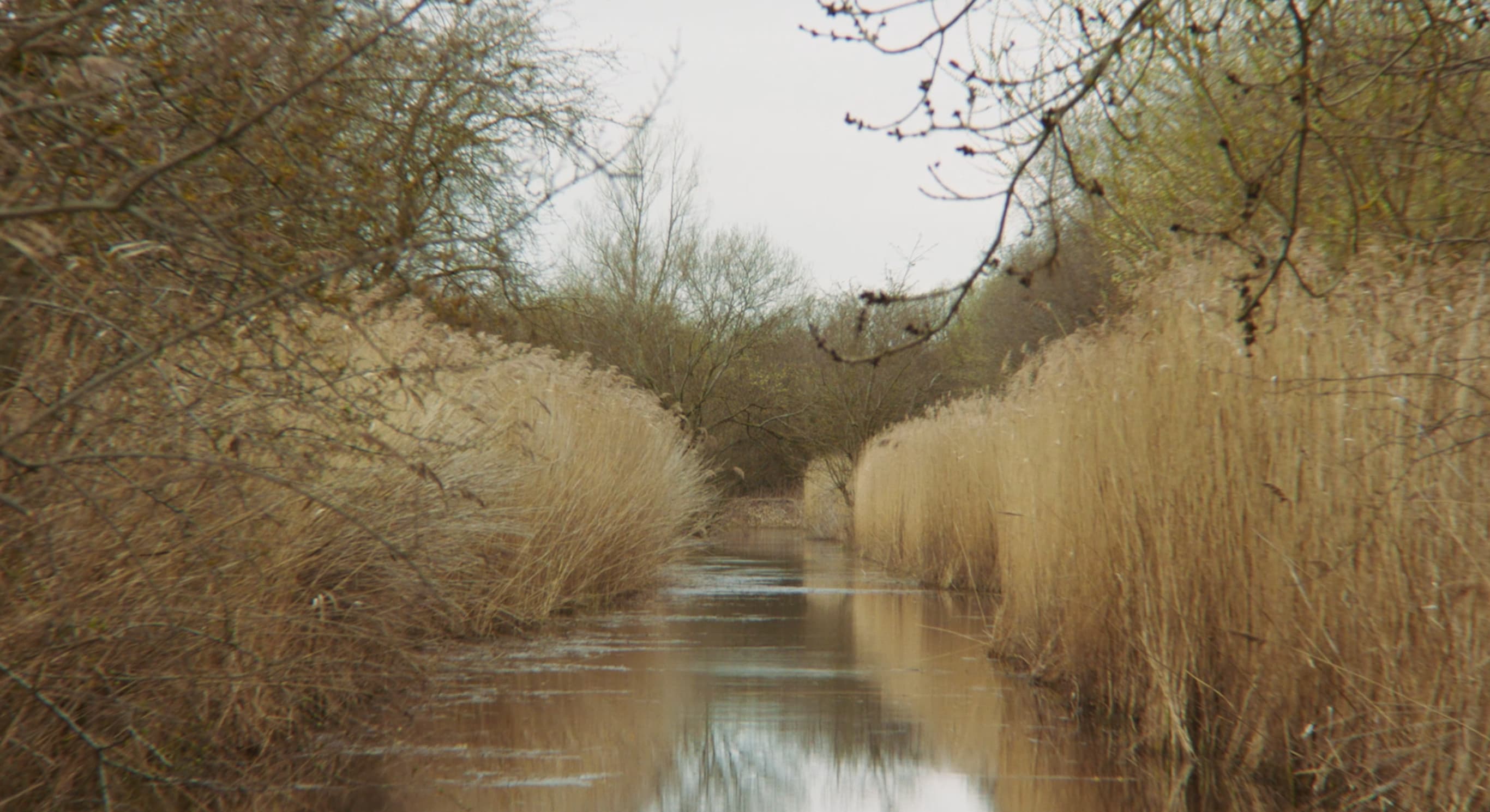 A UK wetlands filled with autumnal reeds