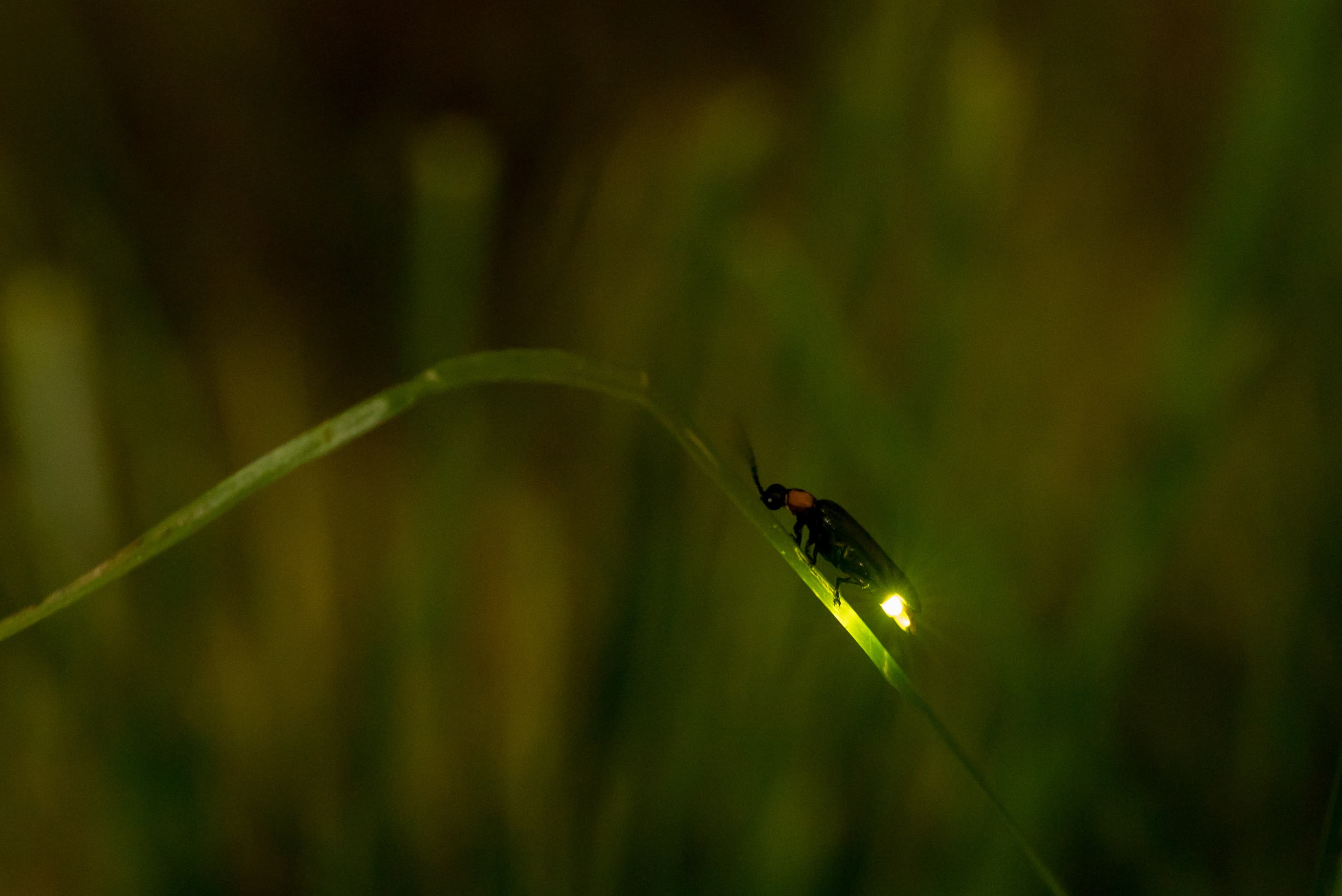 Firefly by night