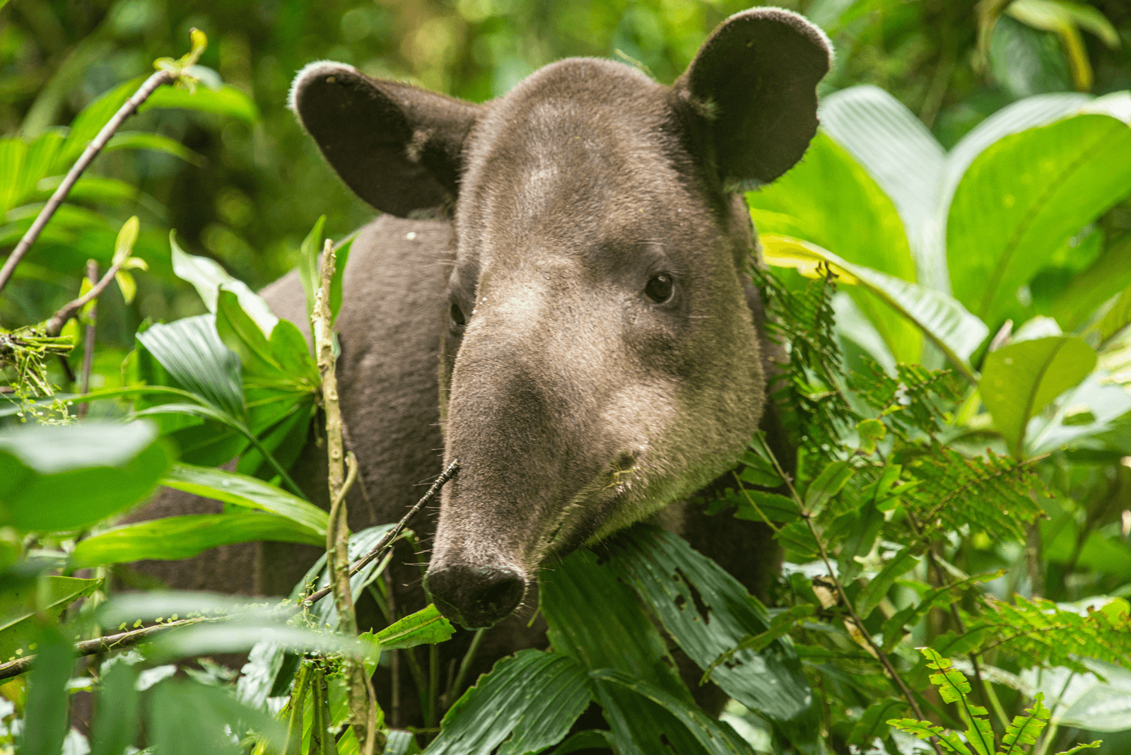 Baird’s Tapir portrait