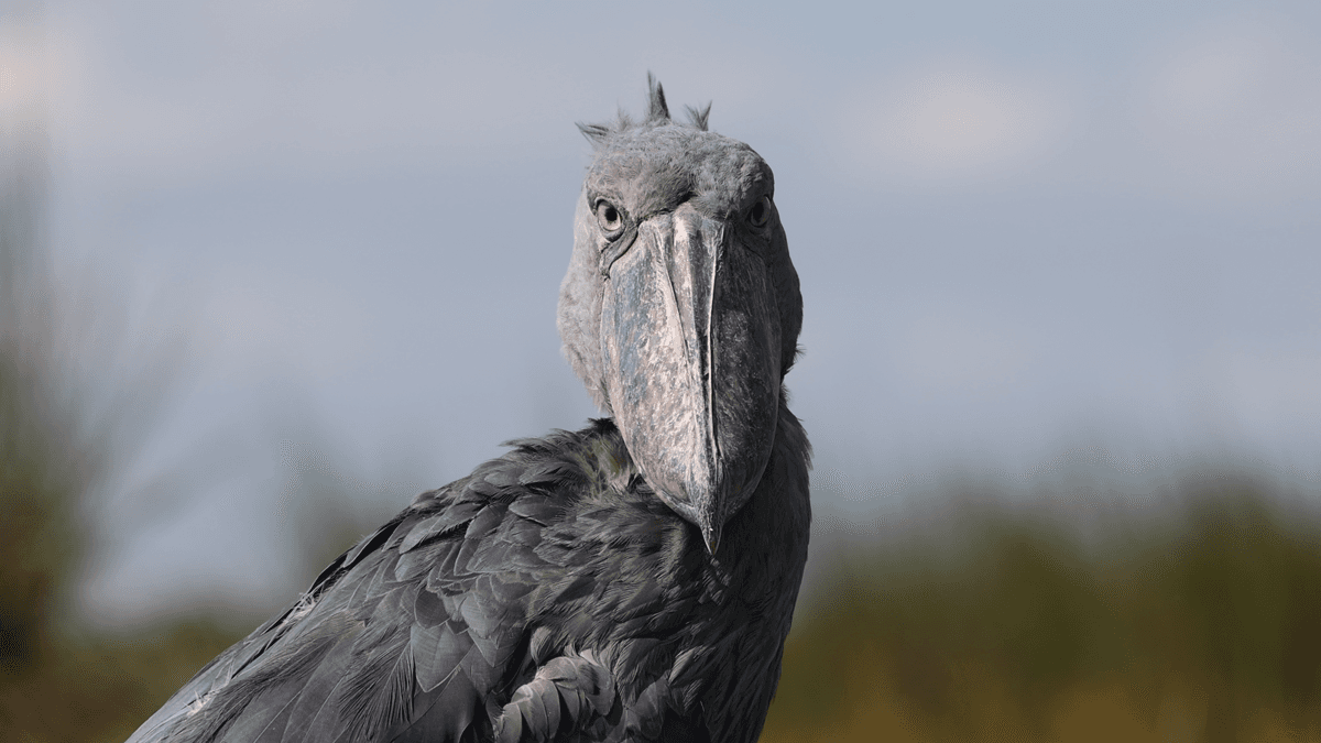 Shoebill bird staring in slow motion in Uganda, Africa.