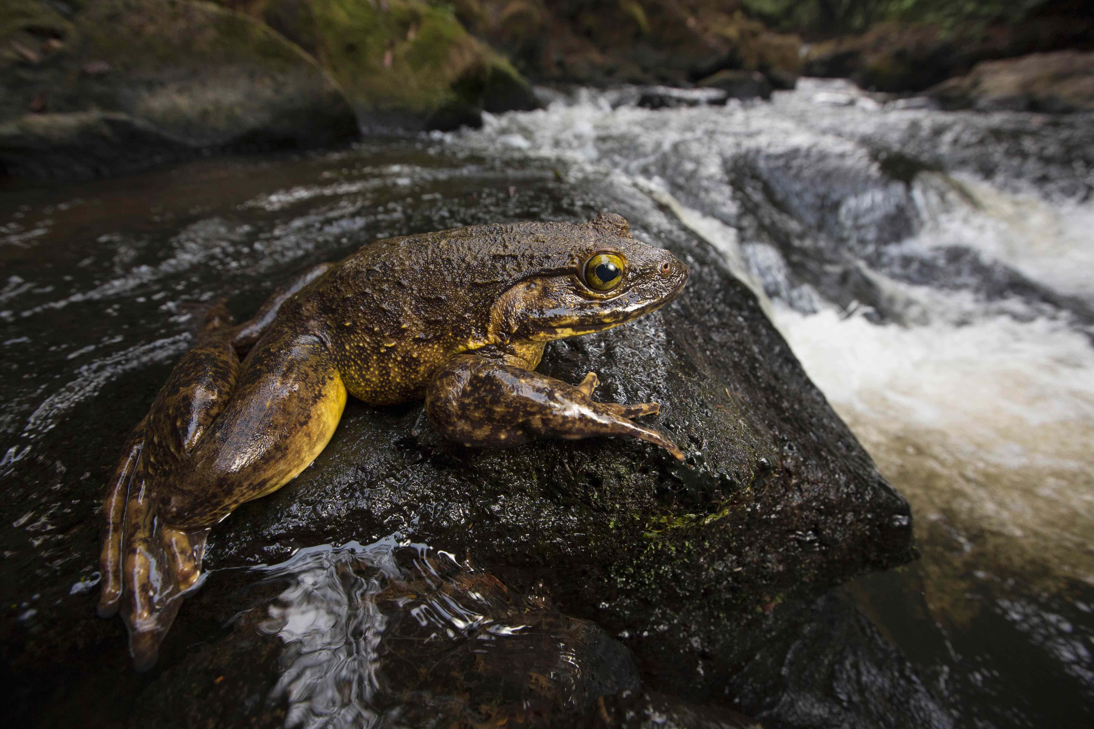 Goliath Frog