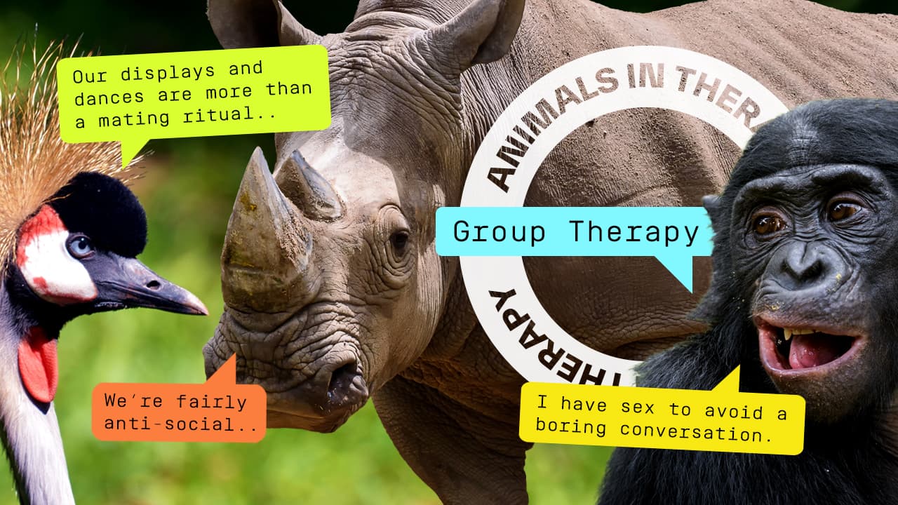 Animals in Therapy