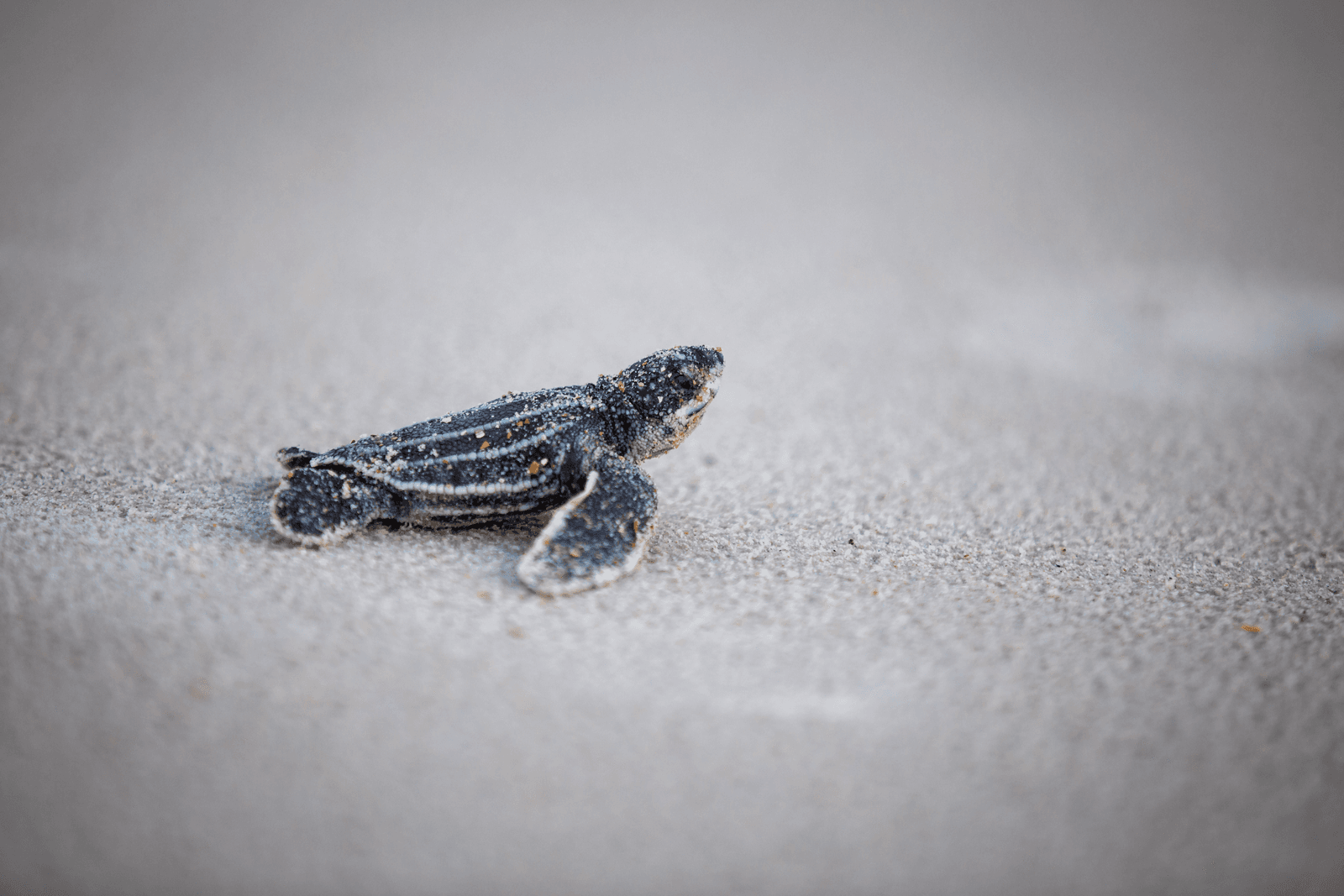 Baby Leatherback sea turtle