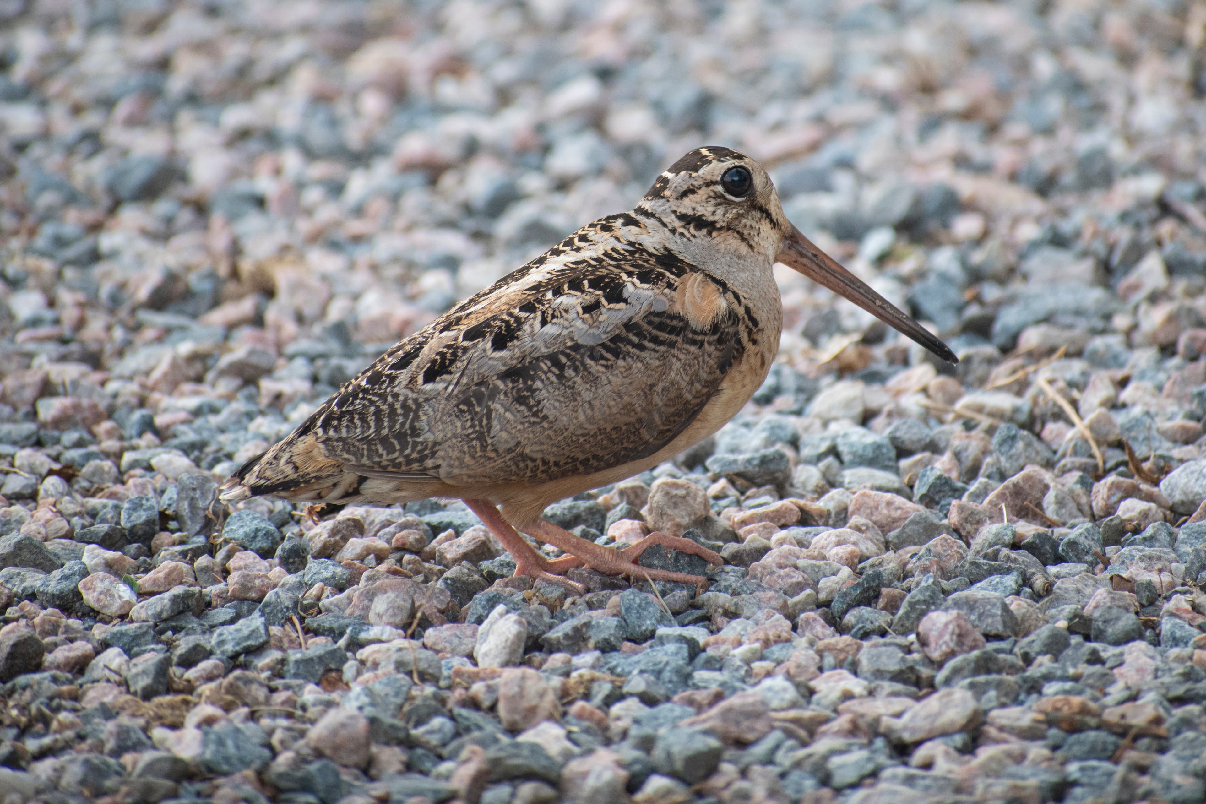 American Woodcock on gravel ground