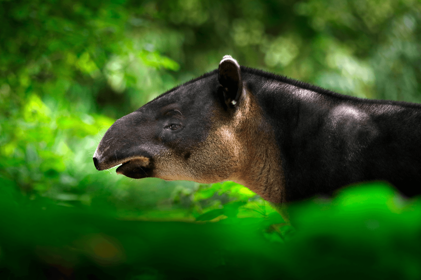 Close-up portrait of rare Baird's tapir in nature