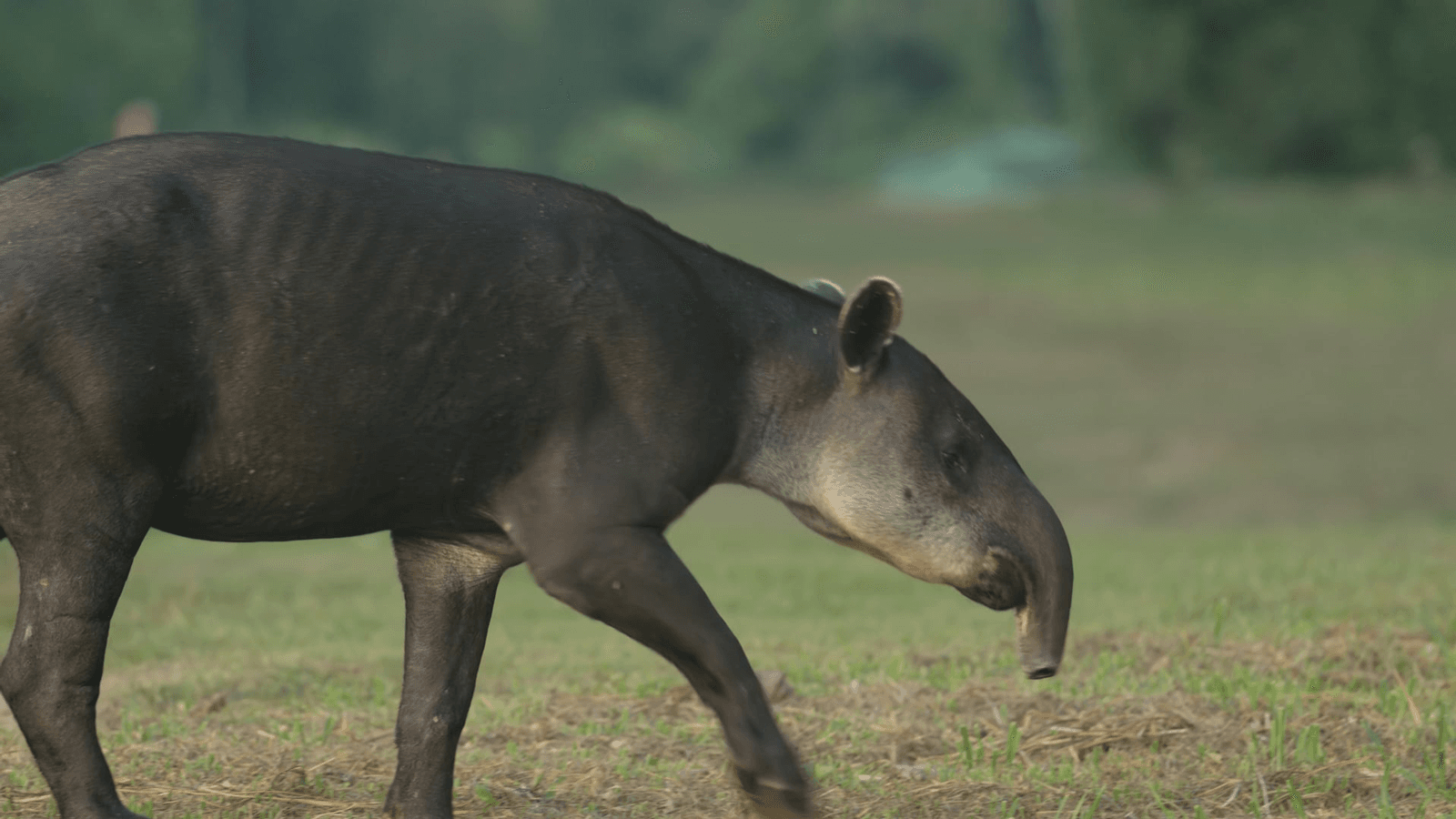  Baird’s Tapir walking