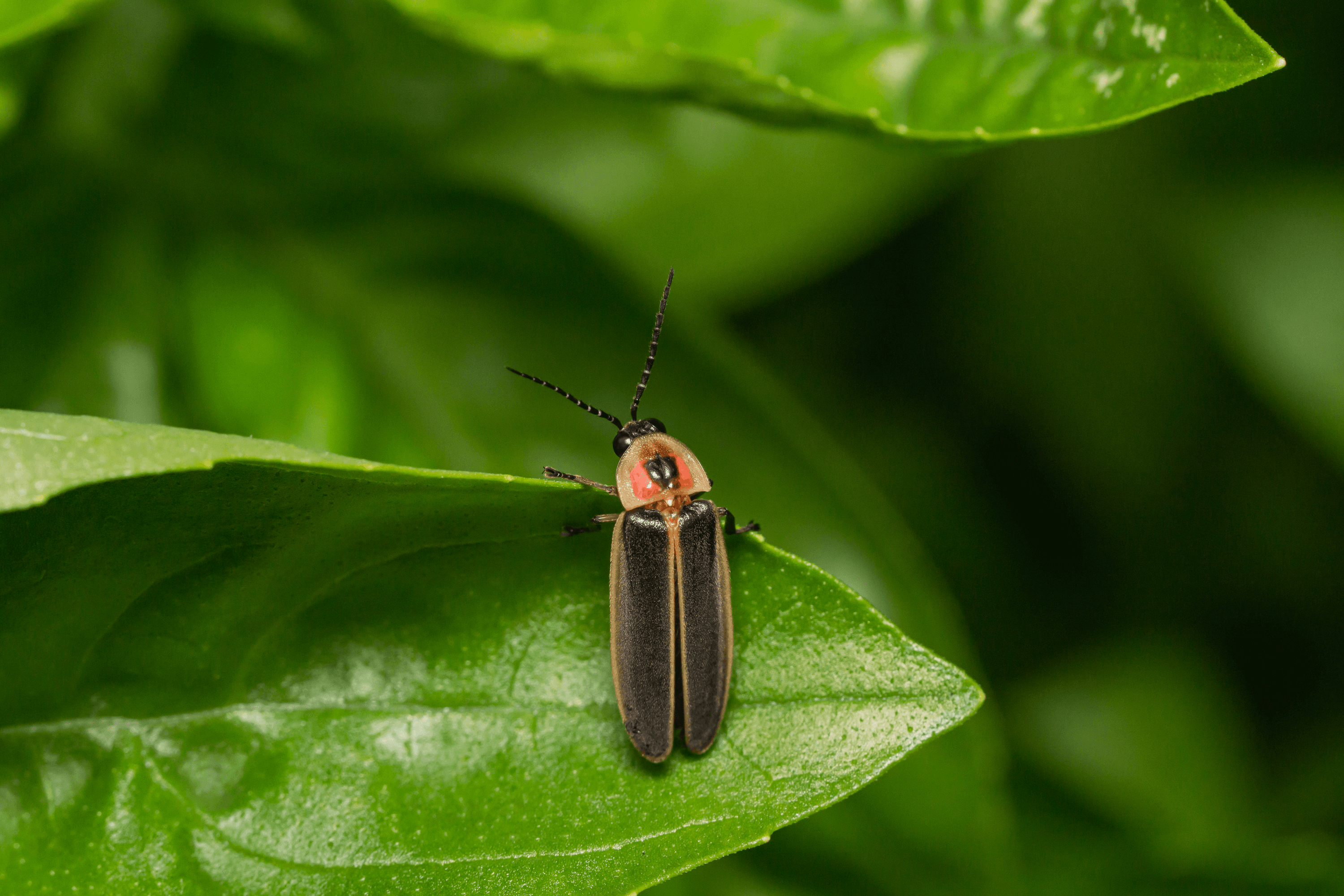 Firefly on Leaf