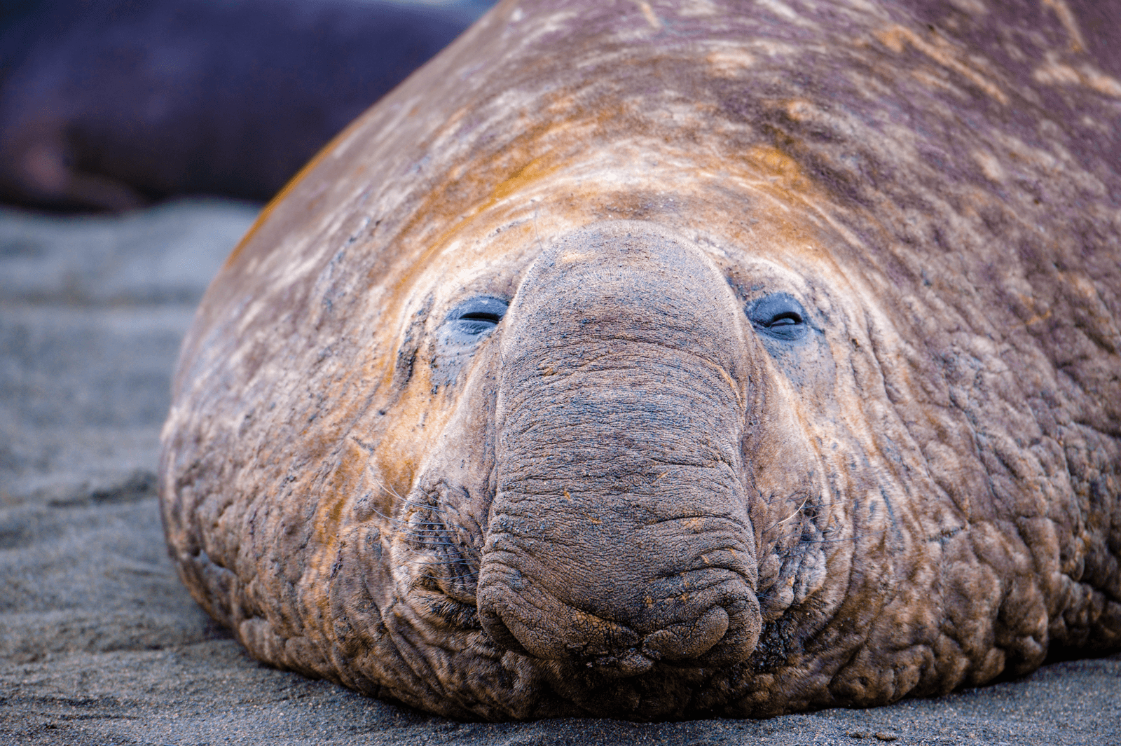 Elephant seal sleeping