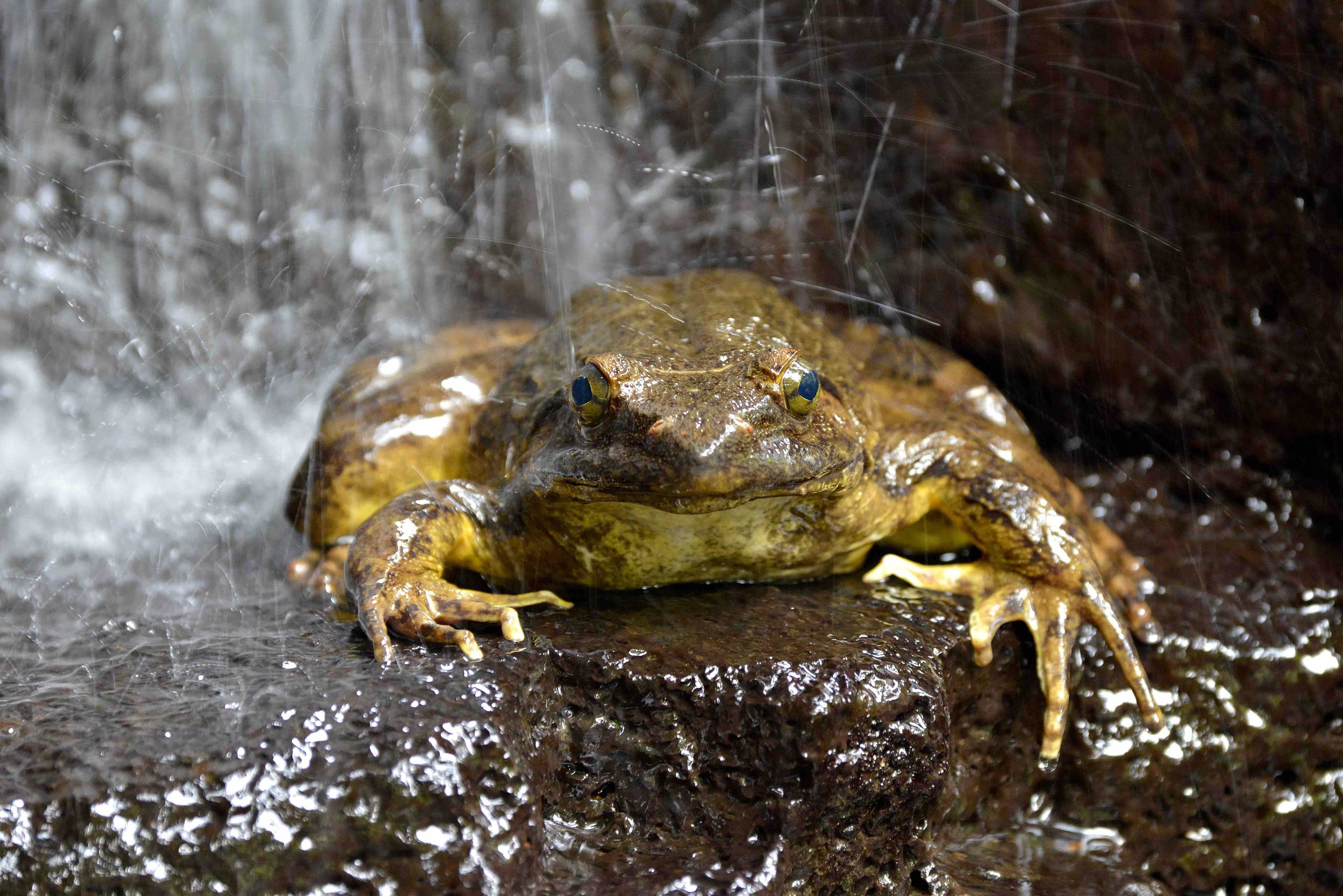 Goliath frog