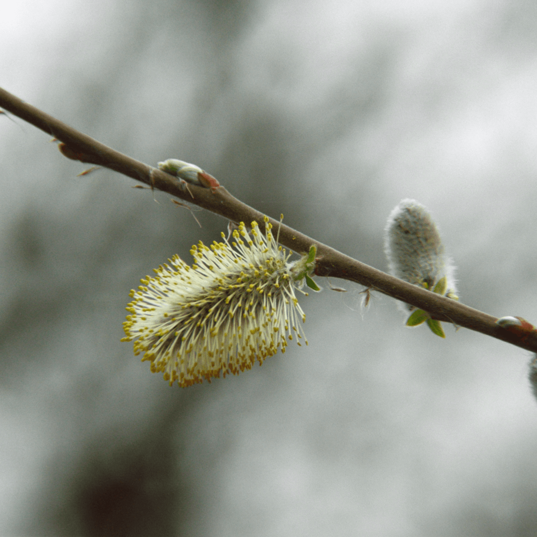 fuzzy seed on a tree