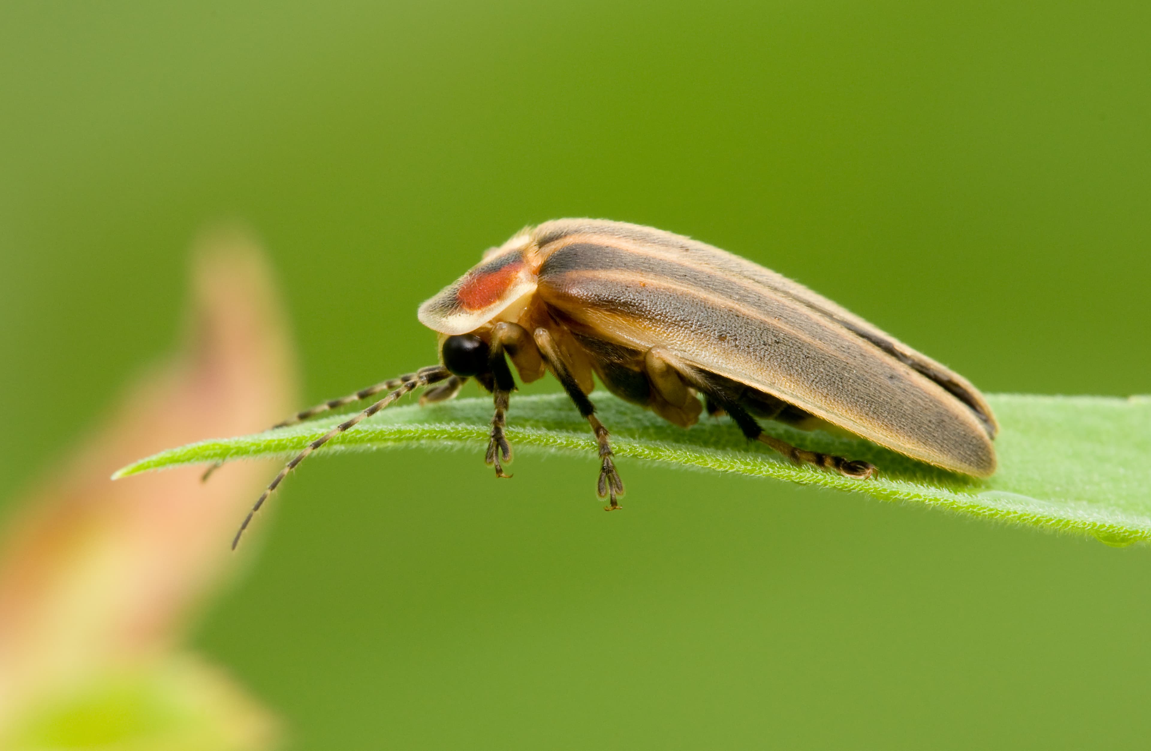 A firefly resting on a blade of grass 