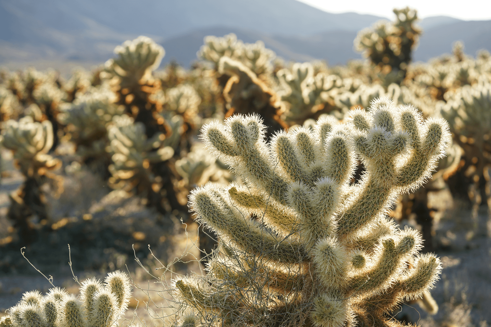 Chollas Cactus field in the desert of the Joshua Tree National Park