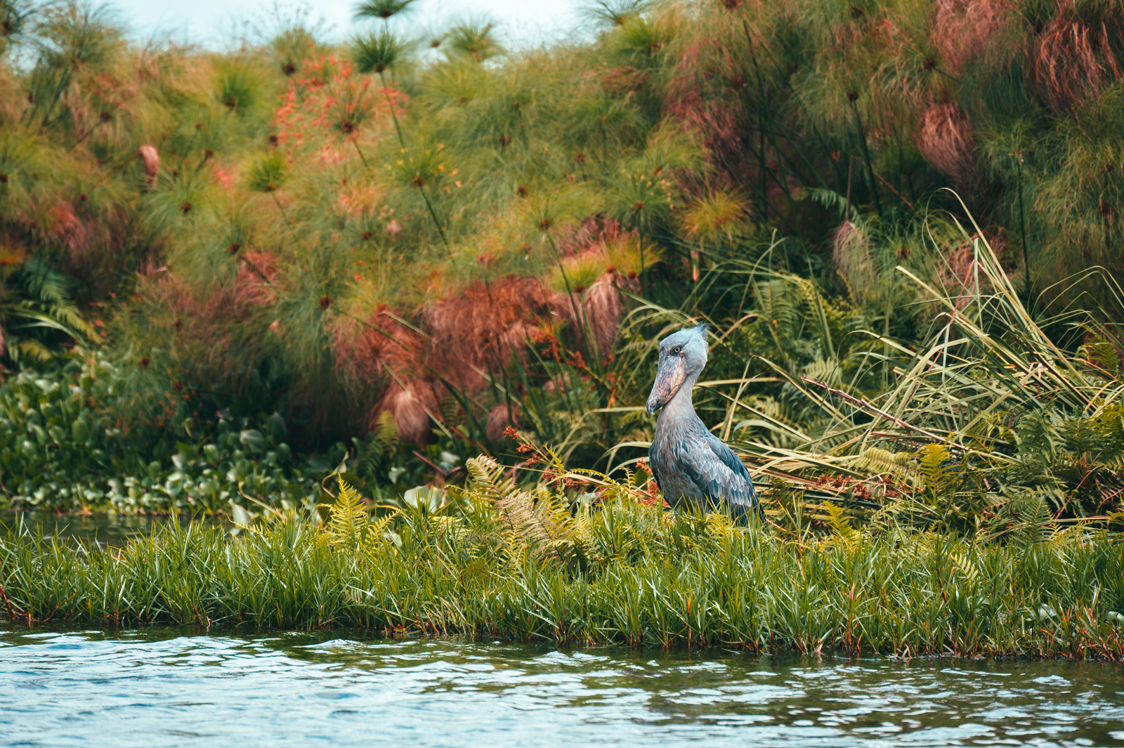 The shoebill (Balaeniceps rex) among lush green grass and bushes in Mabamba swamp, Udanda birdwatching