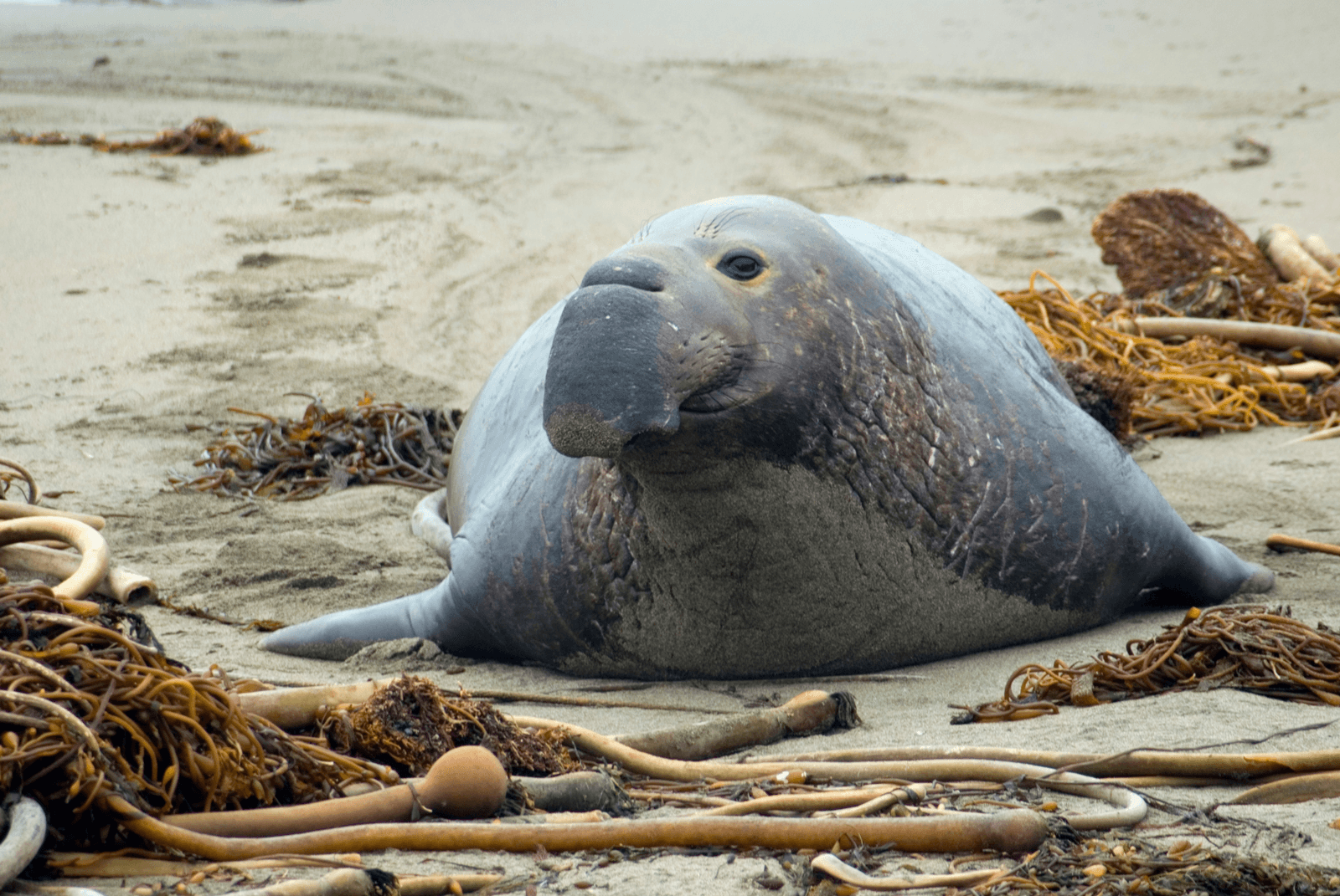 Elephant Seal