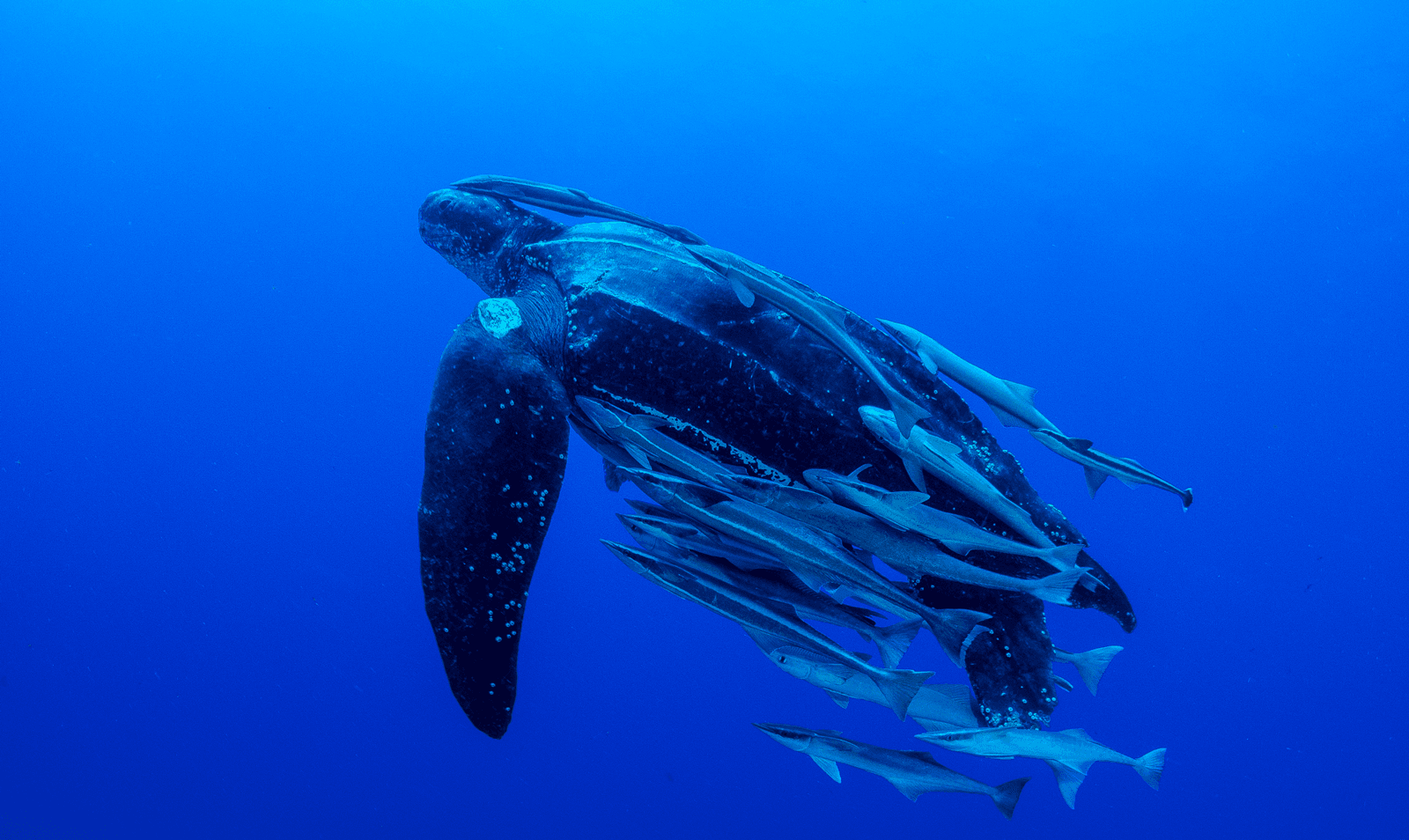 Leatherback Turtle 