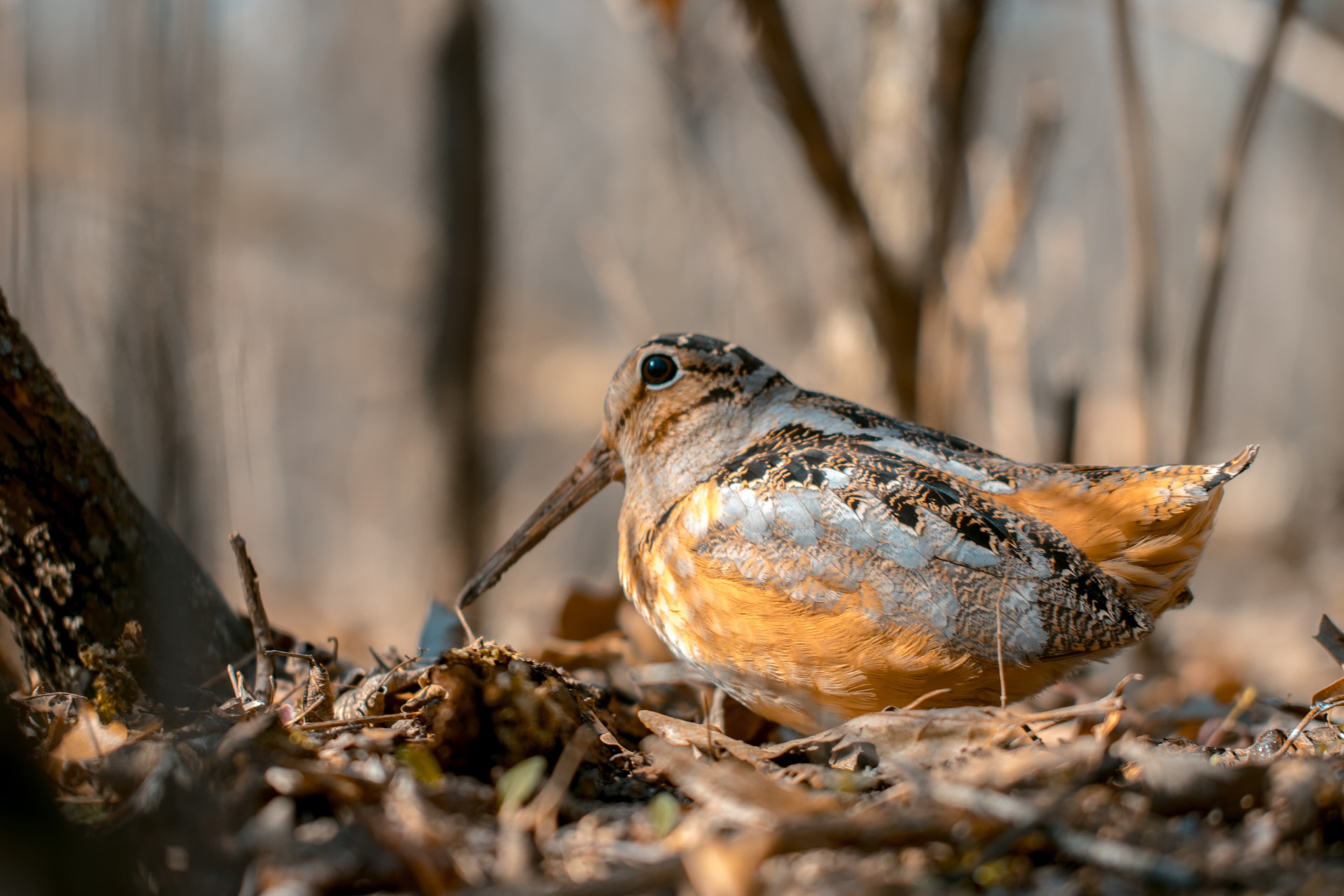 American Woodcock resting