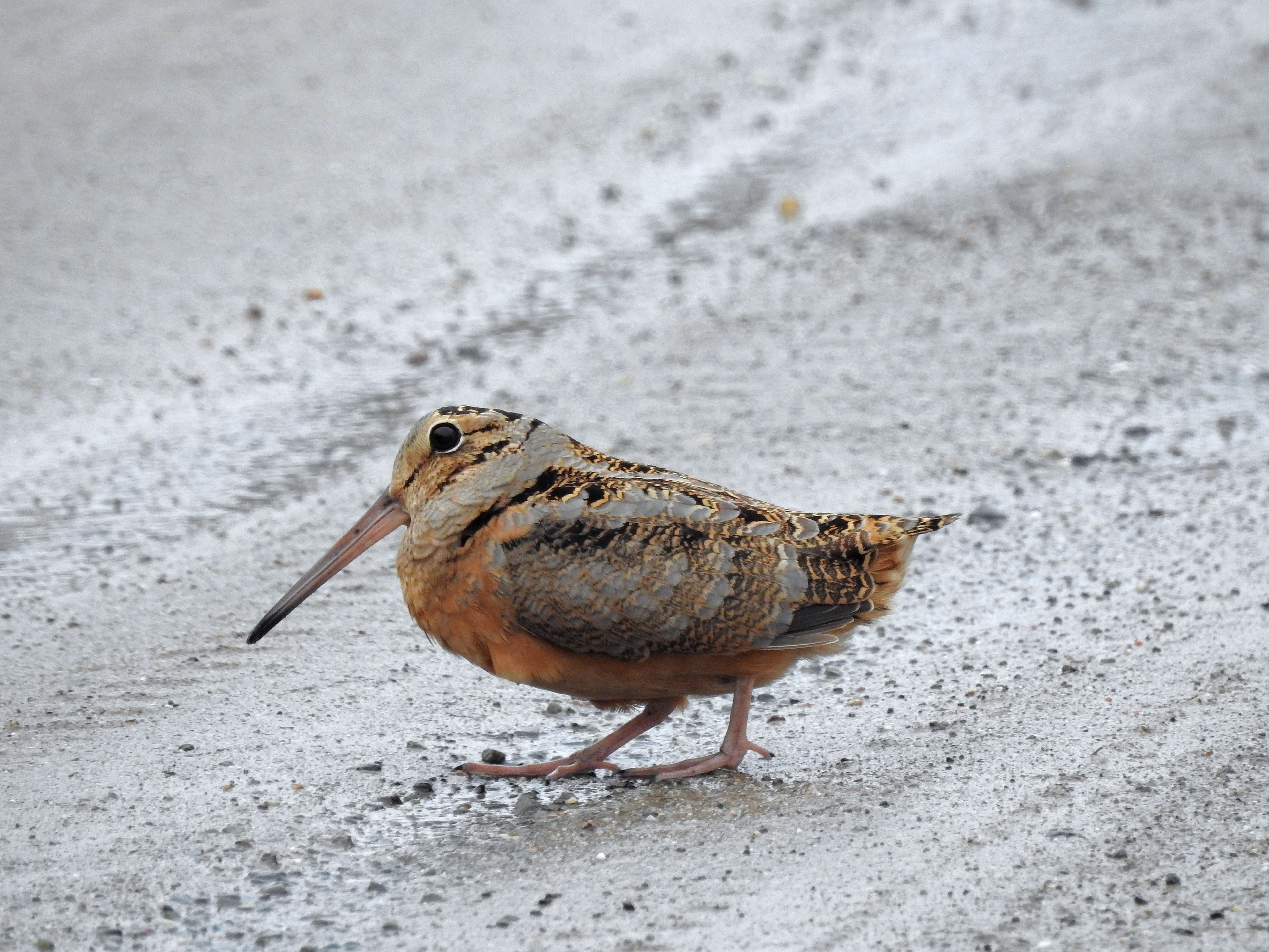 American Woodcock on the ground